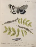 An illustration from (Band 4,1): Der europäischen Schmetterlinge Vierten Theils erster Band welcher die Eulenphalenen von Tom. IV. Tab. LXXX. Noct. 1. - Tom. IV. Tab. CXXV. Noct. 46 und Die Bogen A bis Aaa enthält (1786)