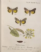 An illustration from (Band 4,1): Der europäischen Schmetterlinge Vierten Theils erster Band welcher die Eulenphalenen von Tom. IV. Tab. LXXX. Noct. 1. - Tom. IV. Tab. CXXV. Noct. 46 und Die Bogen A bis Aaa enthält (1786)