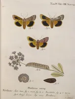 Picture 28 of 44 from (Band 4,1): Der europäischen Schmetterlinge Vierten Theils erster Band welcher die Eulenphalenen von Tom. IV. Tab. LXXX. Noct. 1. - Tom. IV. Tab. CXXV. Noct. 46 und Die Bogen A bis Aaa enthält (1786), leaf 399