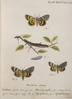 An illustration from (Band 4,1): Der europäischen Schmetterlinge Vierten Theils erster Band welcher die Eulenphalenen von Tom. IV. Tab. LXXX. Noct. 1. - Tom. IV. Tab. CXXV. Noct. 46 und Die Bogen A bis Aaa enthält (1786)