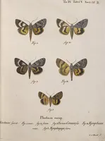 An illustration from (Band 4,1): Der europäischen Schmetterlinge Vierten Theils erster Band welcher die Eulenphalenen von Tom. IV. Tab. LXXX. Noct. 1. - Tom. IV. Tab. CXXV. Noct. 46 und Die Bogen A bis Aaa enthält (1786)
