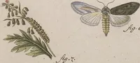 An illustration from (Band 4,1): Der europäischen Schmetterlinge Vierten Theils erster Band welcher die Eulenphalenen von Tom. IV. Tab. LXXX. Noct. 1. - Tom. IV. Tab. CXXV. Noct. 46 und Die Bogen A bis Aaa enthält (1786)