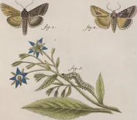 An illustration from (Band 4,1): Der europäischen Schmetterlinge Vierten Theils erster Band welcher die Eulenphalenen von Tom. IV. Tab. LXXX. Noct. 1. - Tom. IV. Tab. CXXV. Noct. 46 und Die Bogen A bis Aaa enthält (1786)