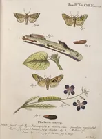 An illustration from (Band 4,1): Der europäischen Schmetterlinge Vierten Theils erster Band welcher die Eulenphalenen von Tom. IV. Tab. LXXX. Noct. 1. - Tom. IV. Tab. CXXV. Noct. 46 und Die Bogen A bis Aaa enthält (1786)