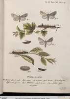 An illustration from (Band 4,1): Der europäischen Schmetterlinge Vierten Theils erster Band welcher die Eulenphalenen von Tom. IV. Tab. LXXX. Noct. 1. - Tom. IV. Tab. CXXV. Noct. 46 und Die Bogen A bis Aaa enthält (1786)