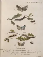 An illustration from (Band 4,1): Der europäischen Schmetterlinge Vierten Theils erster Band welcher die Eulenphalenen von Tom. IV. Tab. LXXX. Noct. 1. - Tom. IV. Tab. CXXV. Noct. 46 und Die Bogen A bis Aaa enthält (1786)
