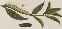 An illustration from (Band 4,1): Der europäischen Schmetterlinge Vierten Theils erster Band welcher die Eulenphalenen von Tom. IV. Tab. LXXX. Noct. 1. - Tom. IV. Tab. CXXV. Noct. 46 und Die Bogen A bis Aaa enthält (1786)