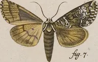 An illustration from (Band 4,1): Der europäischen Schmetterlinge Vierten Theils erster Band welcher die Eulenphalenen von Tom. IV. Tab. LXXX. Noct. 1. - Tom. IV. Tab. CXXV. Noct. 46 und Die Bogen A bis Aaa enthält (1786)