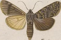 An illustration from (Band 4,1): Der europäischen Schmetterlinge Vierten Theils erster Band welcher die Eulenphalenen von Tom. IV. Tab. LXXX. Noct. 1. - Tom. IV. Tab. CXXV. Noct. 46 und Die Bogen A bis Aaa enthält (1786)