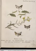 An illustration from (Band 4,1): Der europäischen Schmetterlinge Vierten Theils erster Band welcher die Eulenphalenen von Tom. IV. Tab. LXXX. Noct. 1. - Tom. IV. Tab. CXXV. Noct. 46 und Die Bogen A bis Aaa enthält (1786)