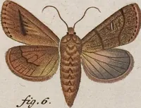 An illustration from (Band 4,1): Der europäischen Schmetterlinge Vierten Theils erster Band welcher die Eulenphalenen von Tom. IV. Tab. LXXX. Noct. 1. - Tom. IV. Tab. CXXV. Noct. 46 und Die Bogen A bis Aaa enthält (1786)