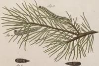 An illustration from (Band 4,1): Der europäischen Schmetterlinge Vierten Theils erster Band welcher die Eulenphalenen von Tom. IV. Tab. LXXX. Noct. 1. - Tom. IV. Tab. CXXV. Noct. 46 und Die Bogen A bis Aaa enthält (1786)