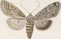 An illustration from (Band 4,2,1): Der europäischen Schmetterlinge Vierten Theils zweiter Band erster Abschnitt welcher die Eulenphalenen von Tom. IV. Tab. CXXVI. Noct. 47. - Tom. IV. Tab. CLXXVIII. Noct. 99. und Die Bogen Bbb bis Uuuu enthält (1786)