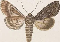 An illustration from (Band 4,2,1): Der europäischen Schmetterlinge Vierten Theils zweiter Band erster Abschnitt welcher die Eulenphalenen von Tom. IV. Tab. CXXVI. Noct. 47. - Tom. IV. Tab. CLXXVIII. Noct. 99. und Die Bogen Bbb bis Uuuu enthält (1786)