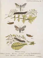 An illustration from (Band 4,2,1): Der europäischen Schmetterlinge Vierten Theils zweiter Band erster Abschnitt welcher die Eulenphalenen von Tom. IV. Tab. CXXVI. Noct. 47. - Tom. IV. Tab. CLXXVIII. Noct. 99. und Die Bogen Bbb bis Uuuu enthält (1786)
