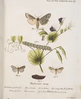 An illustration from (Band 4,2,1): Der europäischen Schmetterlinge Vierten Theils zweiter Band erster Abschnitt welcher die Eulenphalenen von Tom. IV. Tab. CXXVI. Noct. 47. - Tom. IV. Tab. CLXXVIII. Noct. 99. und Die Bogen Bbb bis Uuuu enthält (1786)