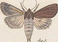 An illustration from (Band 4,2,1): Der europäischen Schmetterlinge Vierten Theils zweiter Band erster Abschnitt welcher die Eulenphalenen von Tom. IV. Tab. CXXVI. Noct. 47. - Tom. IV. Tab. CLXXVIII. Noct. 99. und Die Bogen Bbb bis Uuuu enthält (1786)