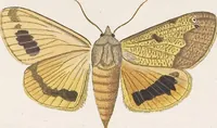 An illustration from (Band 4,2,1): Der europäischen Schmetterlinge Vierten Theils zweiter Band erster Abschnitt welcher die Eulenphalenen von Tom. IV. Tab. CXXVI. Noct. 47. - Tom. IV. Tab. CLXXVIII. Noct. 99. und Die Bogen Bbb bis Uuuu enthält (1786)