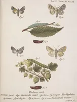 An illustration from (Band 4,2,1): Der europäischen Schmetterlinge Vierten Theils zweiter Band erster Abschnitt welcher die Eulenphalenen von Tom. IV. Tab. CXXVI. Noct. 47. - Tom. IV. Tab. CLXXVIII. Noct. 99. und Die Bogen Bbb bis Uuuu enthält (1786)
