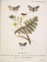 An illustration from (Band 4,2,1): Der europäischen Schmetterlinge Vierten Theils zweiter Band erster Abschnitt welcher die Eulenphalenen von Tom. IV. Tab. CXXVI. Noct. 47. - Tom. IV. Tab. CLXXVIII. Noct. 99. und Die Bogen Bbb bis Uuuu enthält (1786)