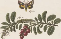 An illustration from (Band 4,2,1): Der europäischen Schmetterlinge Vierten Theils zweiter Band erster Abschnitt welcher die Eulenphalenen von Tom. IV. Tab. CXXVI. Noct. 47. - Tom. IV. Tab. CLXXVIII. Noct. 99. und Die Bogen Bbb bis Uuuu enthält (1786)