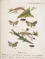 An illustration from (Band 4,2,1): Der europäischen Schmetterlinge Vierten Theils zweiter Band erster Abschnitt welcher die Eulenphalenen von Tom. IV. Tab. CXXVI. Noct. 47. - Tom. IV. Tab. CLXXVIII. Noct. 99. und Die Bogen Bbb bis Uuuu enthält (1786)