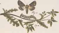 An illustration from (Band 4,2,1): Der europäischen Schmetterlinge Vierten Theils zweiter Band erster Abschnitt welcher die Eulenphalenen von Tom. IV. Tab. CXXVI. Noct. 47. - Tom. IV. Tab. CLXXVIII. Noct. 99. und Die Bogen Bbb bis Uuuu enthält (1786)
