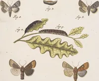 An illustration from (Band 4,2,1): Der europäischen Schmetterlinge Vierten Theils zweiter Band erster Abschnitt welcher die Eulenphalenen von Tom. IV. Tab. CXXVI. Noct. 47. - Tom. IV. Tab. CLXXVIII. Noct. 99. und Die Bogen Bbb bis Uuuu enthält (1786)