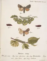 An illustration from (Band 4,2,1): Der europäischen Schmetterlinge Vierten Theils zweiter Band erster Abschnitt welcher die Eulenphalenen von Tom. IV. Tab. CXXVI. Noct. 47. - Tom. IV. Tab. CLXXVIII. Noct. 99. und Die Bogen Bbb bis Uuuu enthält (1786)