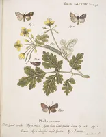 An illustration from (Band 4,2,1): Der europäischen Schmetterlinge Vierten Theils zweiter Band erster Abschnitt welcher die Eulenphalenen von Tom. IV. Tab. CXXVI. Noct. 47. - Tom. IV. Tab. CLXXVIII. Noct. 99. und Die Bogen Bbb bis Uuuu enthält (1786)