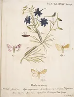 An illustration from (Band 4,2,1): Der europäischen Schmetterlinge Vierten Theils zweiter Band erster Abschnitt welcher die Eulenphalenen von Tom. IV. Tab. CXXVI. Noct. 47. - Tom. IV. Tab. CLXXVIII. Noct. 99. und Die Bogen Bbb bis Uuuu enthält (1786)