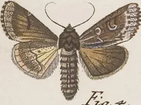 An illustration from (Band 4,2,1): Der europäischen Schmetterlinge Vierten Theils zweiter Band erster Abschnitt welcher die Eulenphalenen von Tom. IV. Tab. CXXVI. Noct. 47. - Tom. IV. Tab. CLXXVIII. Noct. 99. und Die Bogen Bbb bis Uuuu enthält (1786)