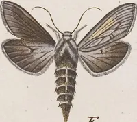 An illustration from (Band 4,2,1): Der europäischen Schmetterlinge Vierten Theils zweiter Band erster Abschnitt welcher die Eulenphalenen von Tom. IV. Tab. CXXVI. Noct. 47. - Tom. IV. Tab. CLXXVIII. Noct. 99. und Die Bogen Bbb bis Uuuu enthält (1786)