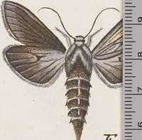 An illustration from (Band 4,2,1): Der europäischen Schmetterlinge Vierten Theils zweiter Band erster Abschnitt welcher die Eulenphalenen von Tom. IV. Tab. CXXVI. Noct. 47. - Tom. IV. Tab. CLXXVIII. Noct. 99. und Die Bogen Bbb bis Uuuu enthält (1786)