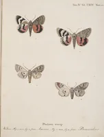 An illustration from (Band 4,2,2): Der europäischen Schmetterlinge Vierten Theils zweiter Band zweiter Abschnitt welcher die Eulenphalenen von Tom. IV. Tab. CLXXIX. Noct. 100. - Tom. IV. Tab. CXCVIII. Noct. 119. und Die Bogen A bis M enthält (1786)