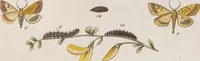 An illustration from (Band 4,2,2): Der europäischen Schmetterlinge Vierten Theils zweiter Band zweiter Abschnitt welcher die Eulenphalenen von Tom. IV. Tab. CLXXIX. Noct. 100. - Tom. IV. Tab. CXCVIII. Noct. 119. und Die Bogen A bis M enthält (1786)