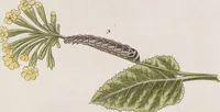 Picture 4 of 10 from (Band 4,2,2): Der europäischen Schmetterlinge Vierten Theils zweiter Band zweiter Abschnitt welcher die Eulenphalenen von Tom. IV. Tab. CLXXIX. Noct. 100. - Tom. IV. Tab. CXCVIII. Noct. 119. und Die Bogen A bis M enthält (1786), leaf 94