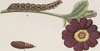 An illustration from (Band 4,2,2): Der europäischen Schmetterlinge Vierten Theils zweiter Band zweiter Abschnitt welcher die Eulenphalenen von Tom. IV. Tab. CLXXIX. Noct. 100. - Tom. IV. Tab. CXCVIII. Noct. 119. und Die Bogen A bis M enthält (1786)