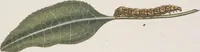 An illustration from (Band 4,2,2): Der europäischen Schmetterlinge Vierten Theils zweiter Band zweiter Abschnitt welcher die Eulenphalenen von Tom. IV. Tab. CLXXIX. Noct. 100. - Tom. IV. Tab. CXCVIII. Noct. 119. und Die Bogen A bis M enthält (1786)