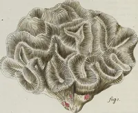 Picture 13 of 72 from (Band 1): mit acht und sechzig Kupfertafeln (1791), leaf 104