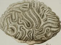 An illustration from (Band 1): mit acht und sechzig Kupfertafeln (1791)