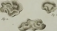 An illustration from (Band 1): mit acht und sechzig Kupfertafeln (1791)