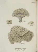 An illustration from (Band 1): mit acht und sechzig Kupfertafeln (1791)