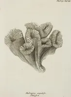 An illustration from (Band 1): mit acht und sechzig Kupfertafeln (1791)