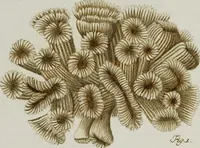 An illustration from (Band 1): mit acht und sechzig Kupfertafeln (1791)