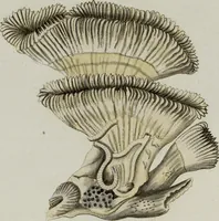 An illustration from (Band 1): mit acht und sechzig Kupfertafeln (1791)