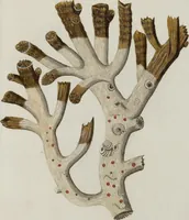 An illustration from (Band 1): mit acht und sechzig Kupfertafeln (1791)