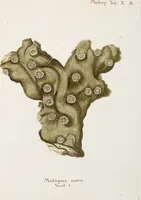An illustration from (Band 1): mit acht und sechzig Kupfertafeln (1791)