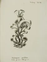 An illustration from (Band 1): mit acht und sechzig Kupfertafeln (1791)
