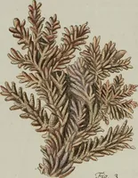 An illustration from (Band 1): mit acht und sechzig Kupfertafeln (1791)
